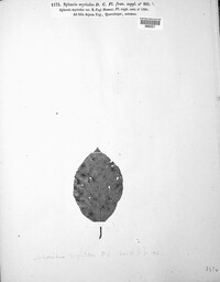 Sphaerulina myriadea image